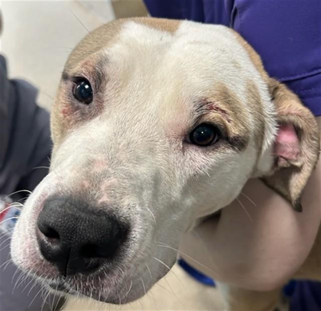 ACE, Adoptable, Young Male Mastiff & Mixed Breed.