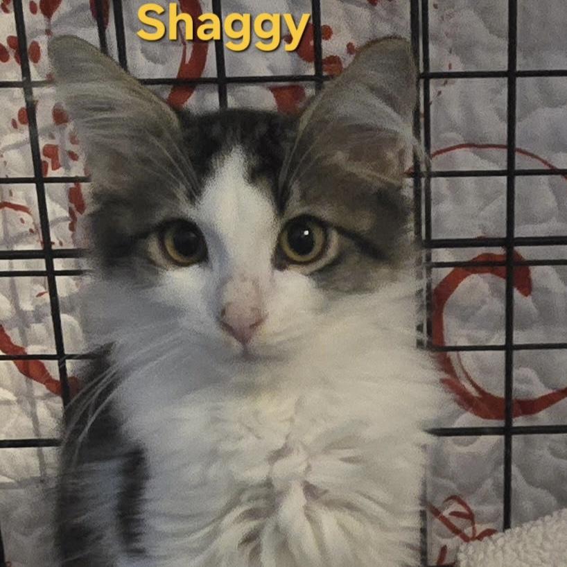 Shaggy, Adoptable, Kitten Male Domestic Long Hair.