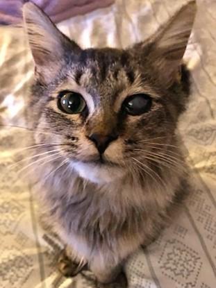 Enlarge Cy, a Adoptable Domestic Medium Hair in Johnsburg, IL image 5/5