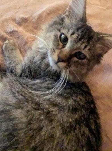 Enlarge Cy, a Adoptable Domestic Medium Hair in Johnsburg, IL image 3/5