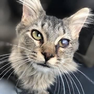 Cy, Adoptable, Kitten Male Domestic Medium Hair.