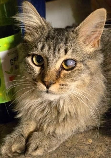 Enlarge Cy, a Adoptable Domestic Medium Hair in Johnsburg, IL image 2/5