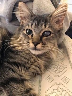 Enlarge Cy, a Adoptable Domestic Medium Hair in Johnsburg, IL image 4/5