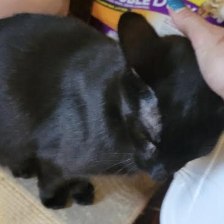 Ghost, a Adoptable Domestic Short Hair in Cincinnati, OH image 1/3