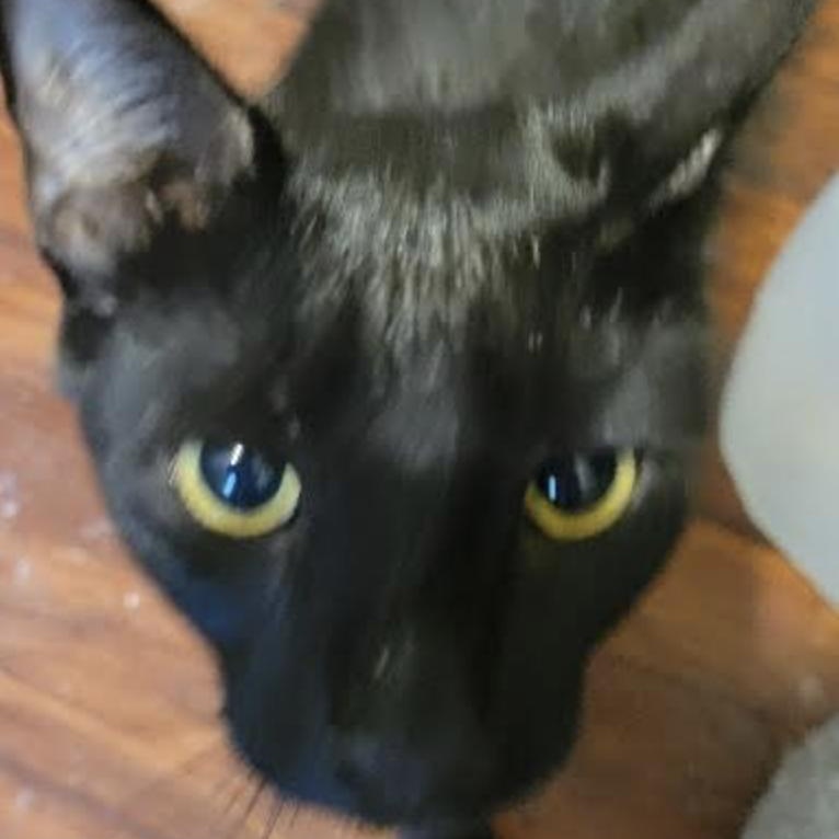 Ghost, a Adoptable Domestic Short Hair in Cincinnati, OH image 2/3