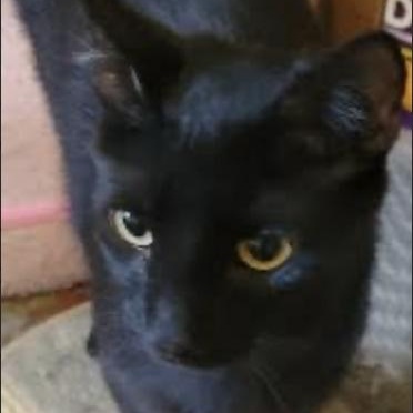 Ghost, a Adoptable Domestic Short Hair in Cincinnati, OH image 3/3
