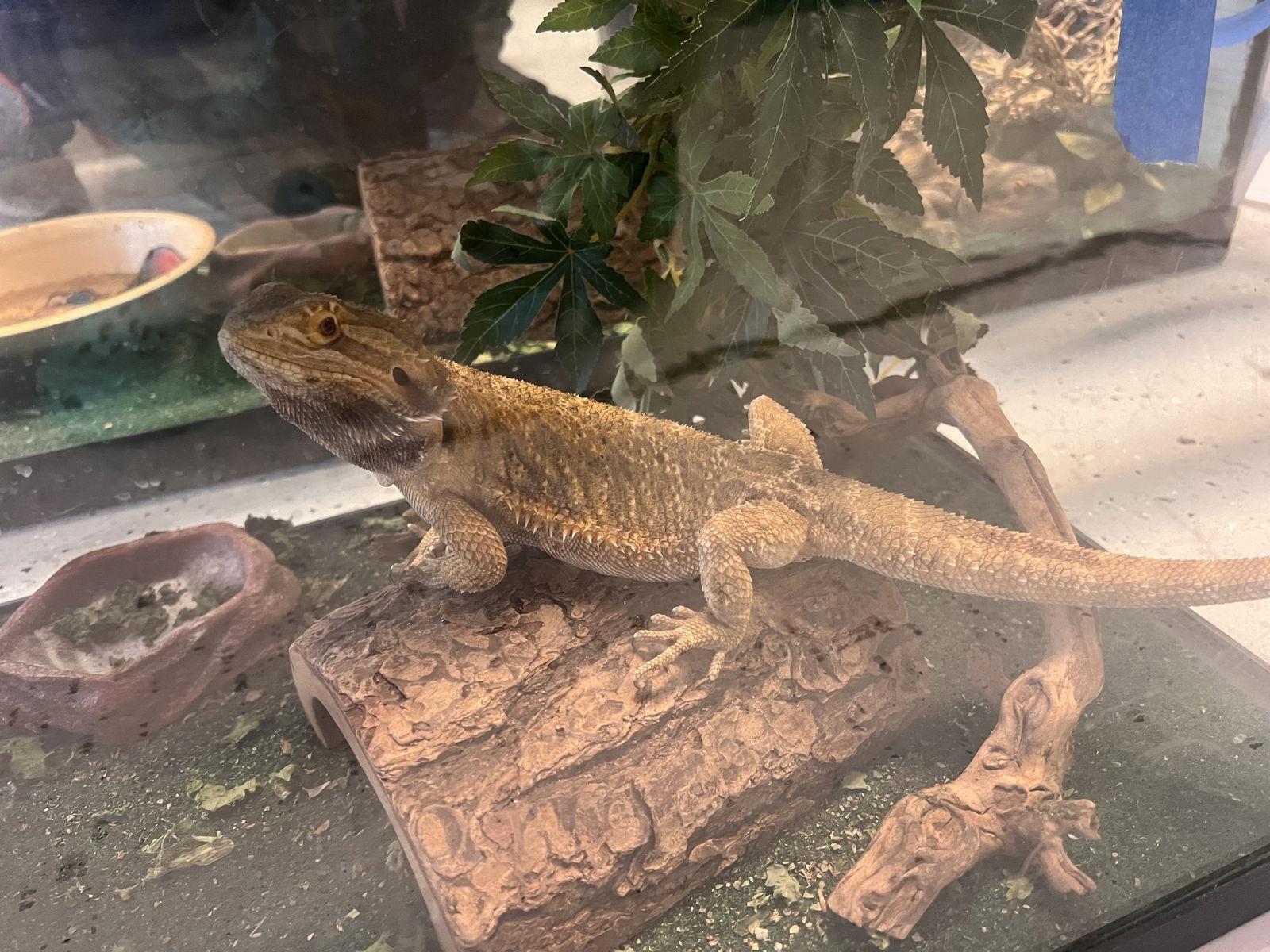 Enlarge Magnum, a Adoptable Lizard in Georgetown, KY image 1/1