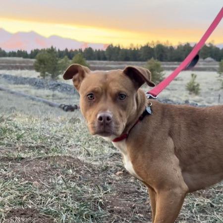 Enlarge Jane - In Foster!, a Adoptable Pit Bull Terrier in Flagstaff, AZ image 1/6
