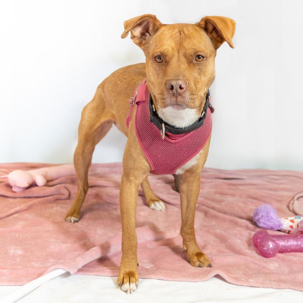 Enlarge Jane, a Adoptable Pit Bull Terrier in Flagstaff, AZ image 1/6