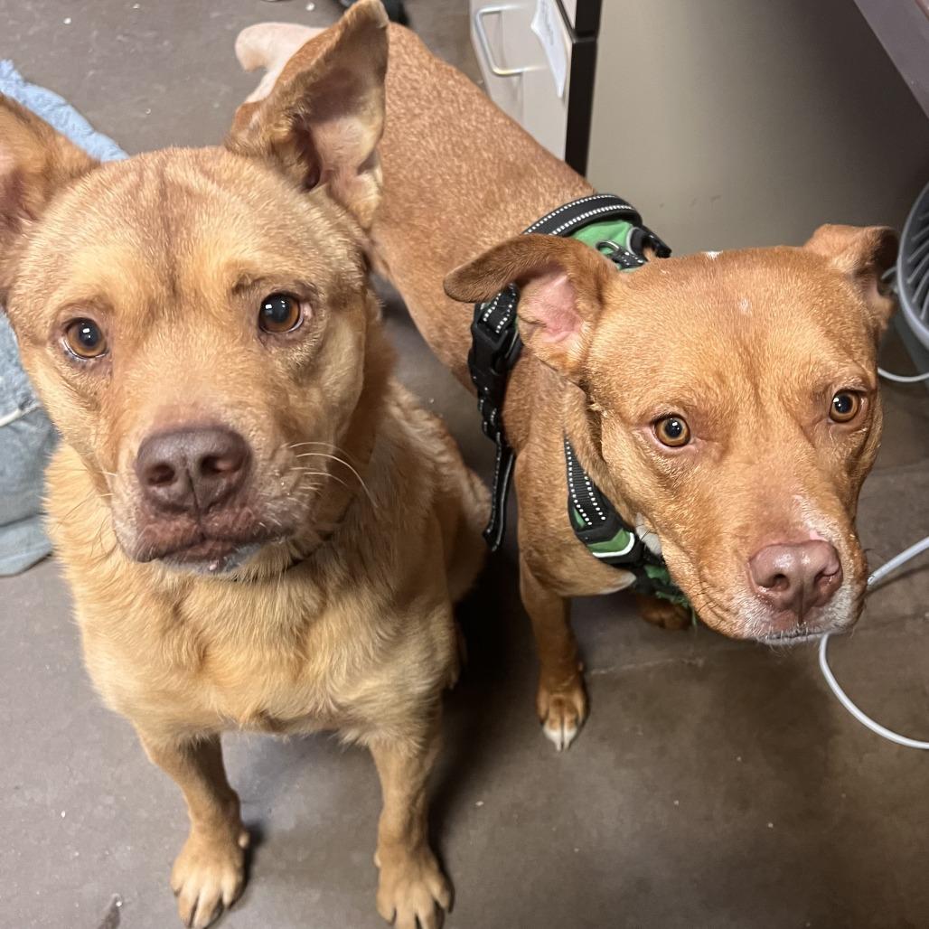 Jane - Quiet Girl in Bloom, a Adoptable Pit Bull Terrier in Flagstaff, AZ image 1/6