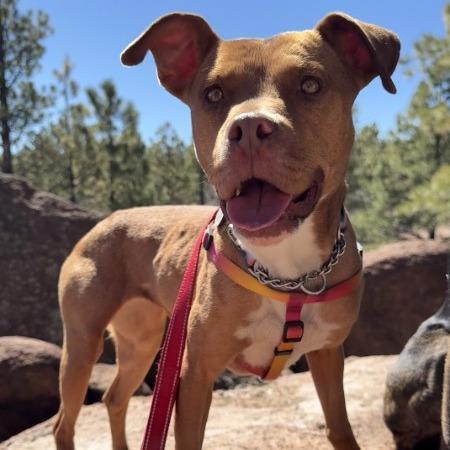 Enlarge Jane - In Foster!, a Adoptable Pit Bull Terrier in Flagstaff, AZ image 2/6