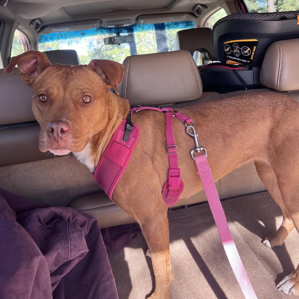 Enlarge Jane, a Adoptable Pit Bull Terrier in Flagstaff, AZ image 2/6