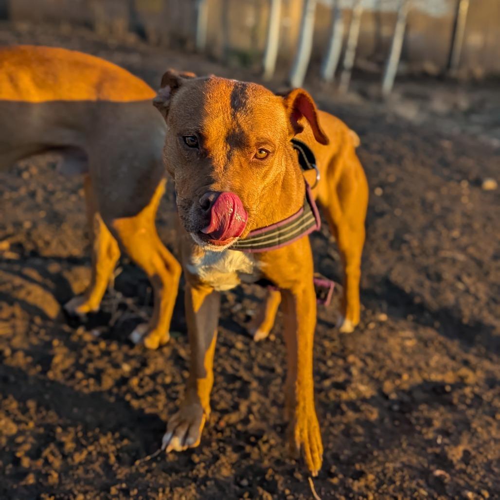 Jane - Quiet Girl in Bloom, a Adoptable Pit Bull Terrier in Flagstaff, AZ image 2/6