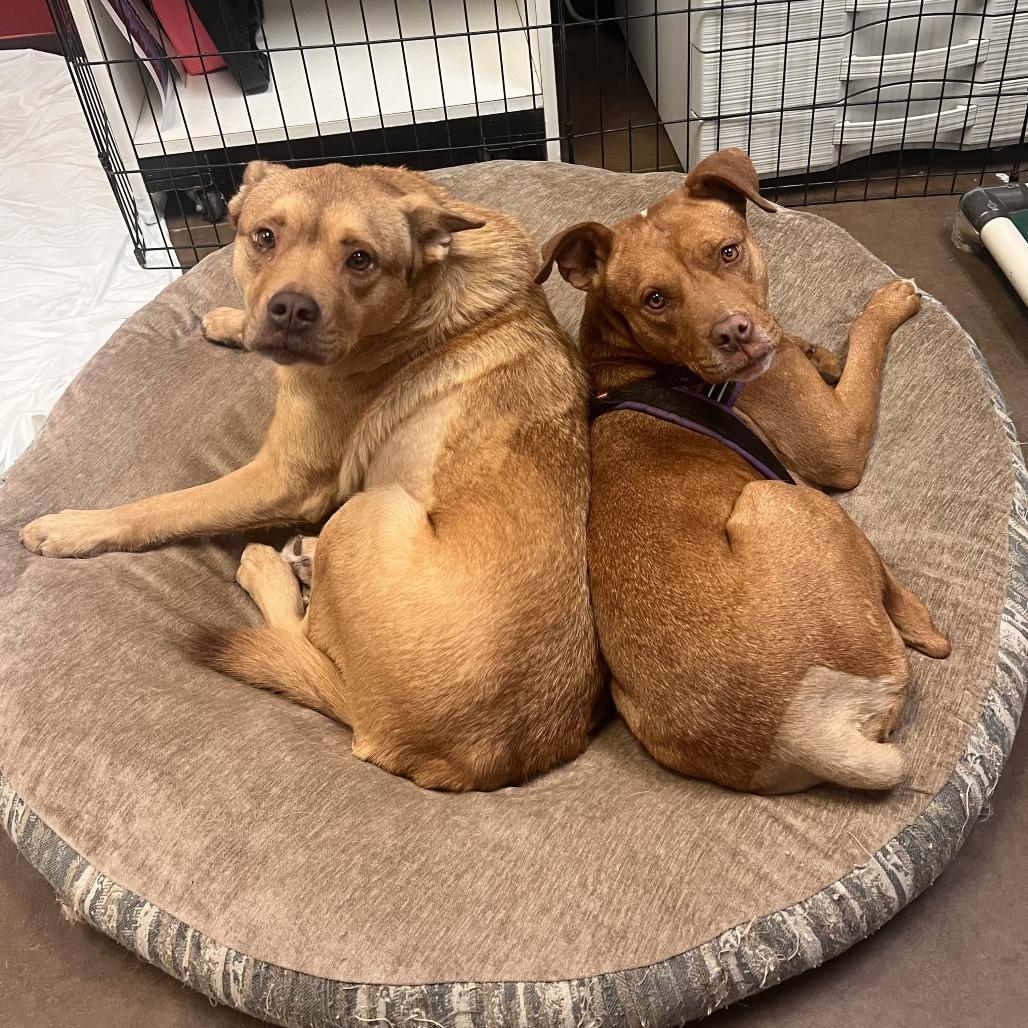 Jane - Quiet Girl in Bloom, a Adoptable Pit Bull Terrier in Flagstaff, AZ image 3/6
