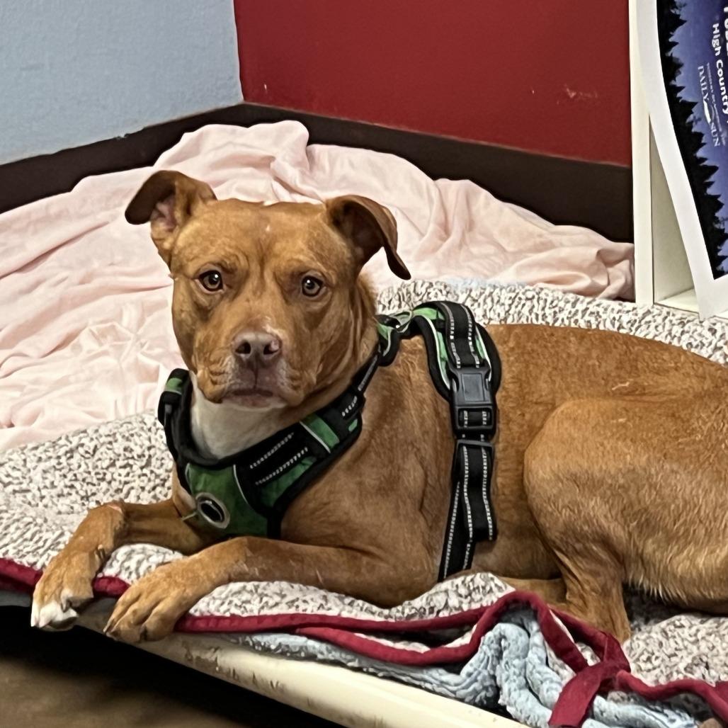 Jane - Quiet Girl in Bloom, a Adoptable Pit Bull Terrier in Flagstaff, AZ image 4/6