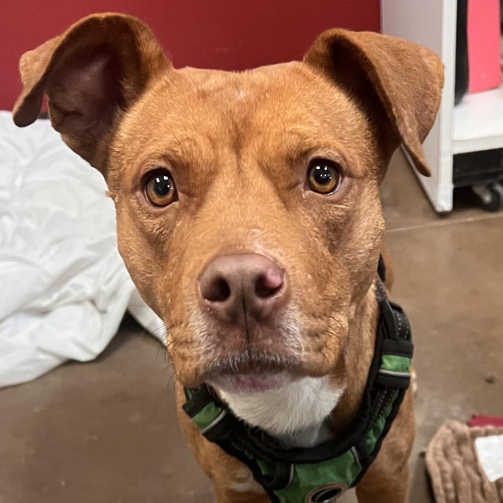 Jane - Quiet Girl in Bloom, a Adoptable Pit Bull Terrier in Flagstaff, AZ image 5/6