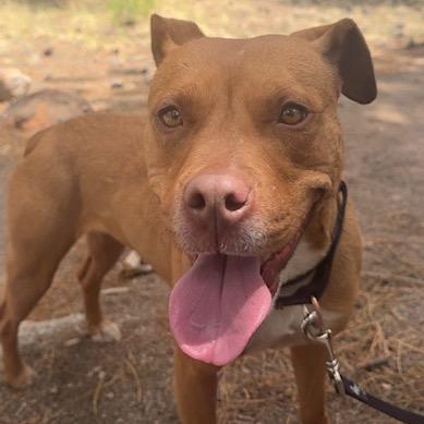 Jane, a Adoptable Pit Bull Terrier in Flagstaff, AZ image 5/5