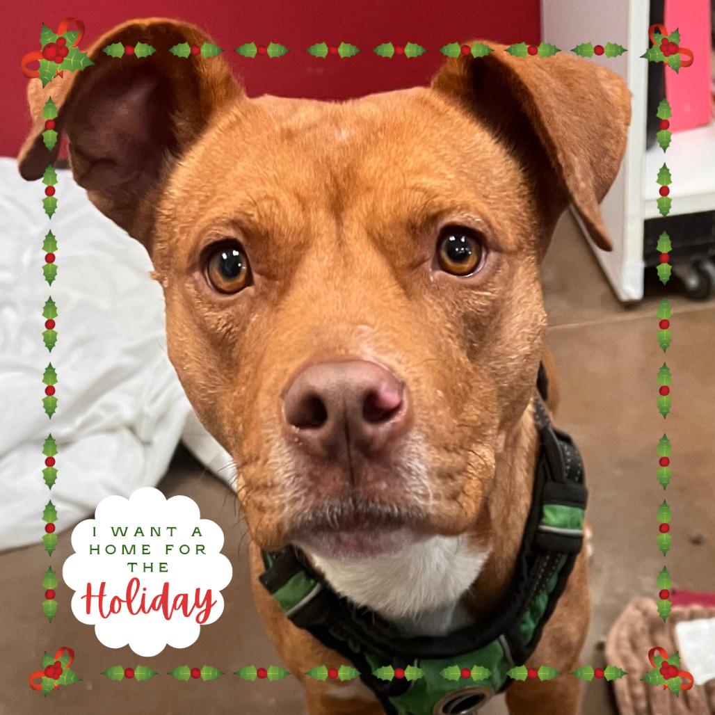 Jane - Quiet Girl in Bloom, a Adoptable Pit Bull Terrier in Flagstaff, AZ image 6/6