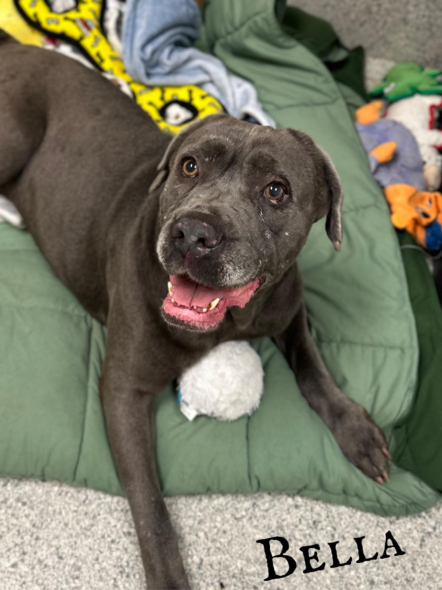 Bella, Adult Female Cane Corso