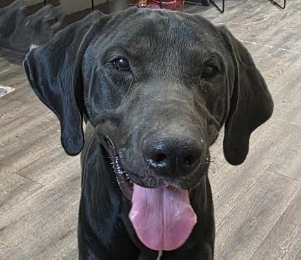 Borealis, a Adoptable mixed breed in Rossville, TN image 1/6