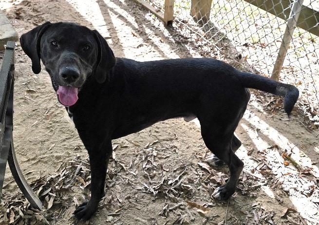 Borealis, a Adoptable mixed breed in Rossville, TN image 2/6