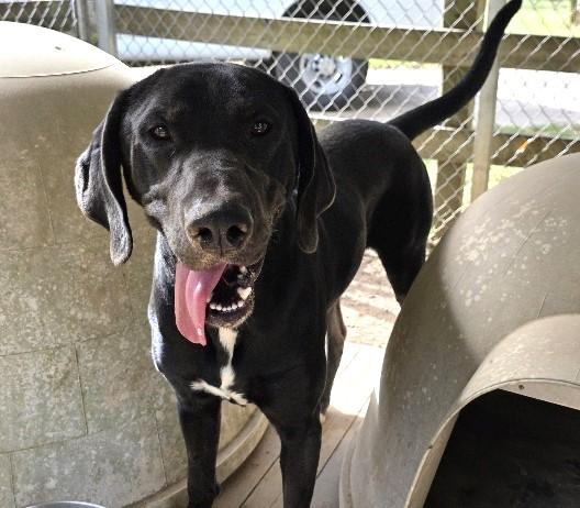Borealis, Adoptable, Adult Male Labrador Retriever & Hound.