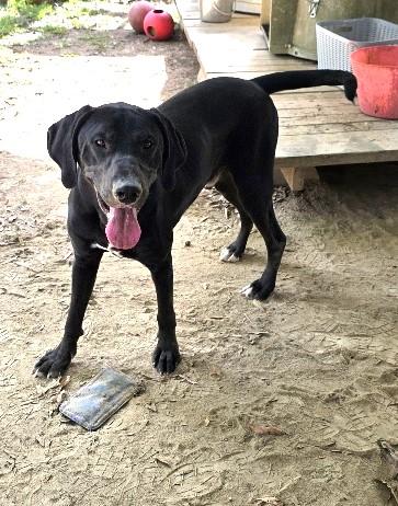 Borealis, a Adoptable mixed breed in Rossville, TN image 4/6