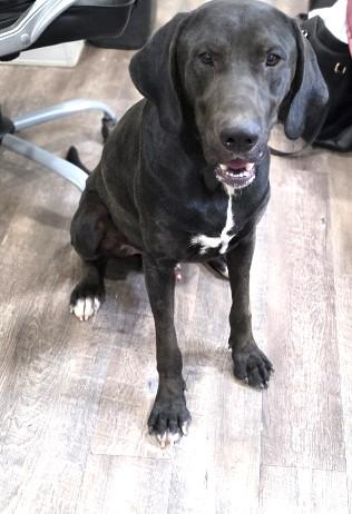 Borealis, a Adoptable mixed breed in Rossville, TN image 5/6