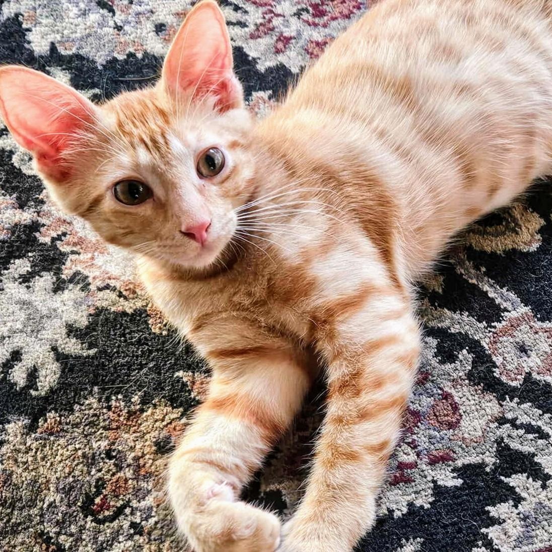 Mark, Adoptable, Kitten Male Domestic Short Hair.