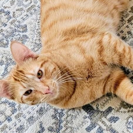 Enlarge Mark, a Adoptable Domestic Short Hair in Johnsburg, IL image 2/5