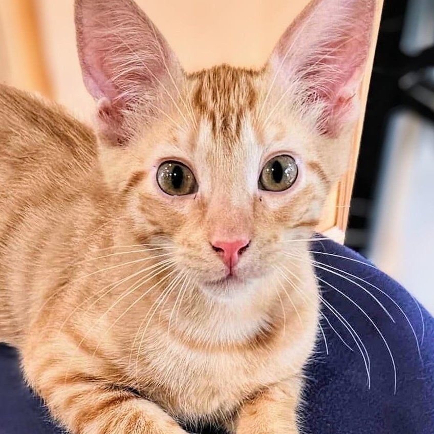 Mark, a Adoptable Domestic Short Hair in Johnsburg, IL image 2/3