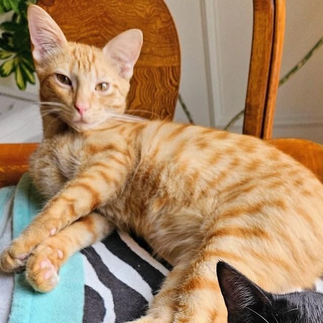 Enlarge Mark, a Adoptable Domestic Short Hair in Johnsburg, IL image 3/5