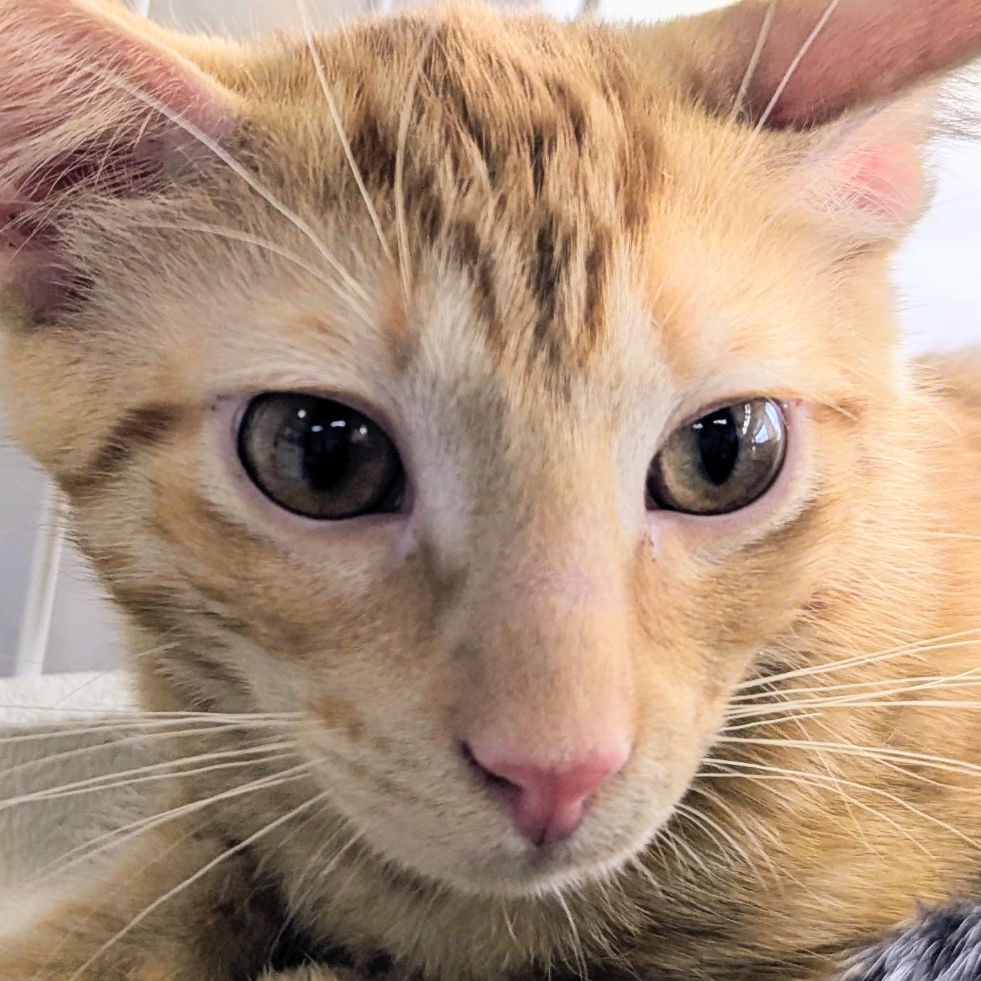 Mark, a Adoptable Domestic Short Hair in Johnsburg, IL image 3/3