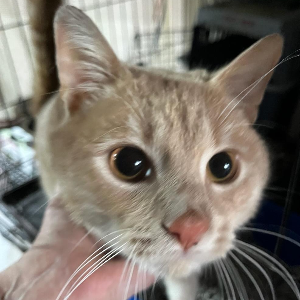 Enlarge Ray Ray, a ADOPTABLE Domestic Short Hair in Stanhope, NJ image 2/3