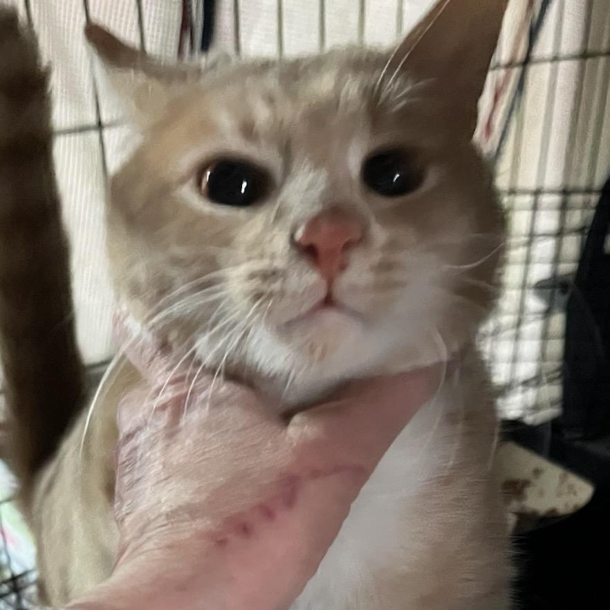 Enlarge Ray Ray, a ADOPTABLE Domestic Short Hair in Stanhope, NJ image 3/3