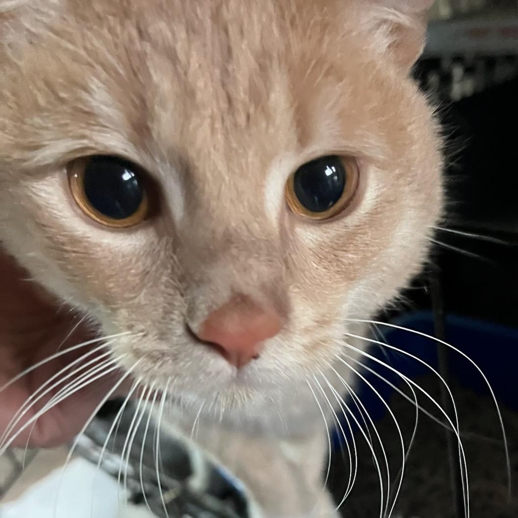 Ray Ray, ADOPTABLE, Young Male Domestic Short Hair.