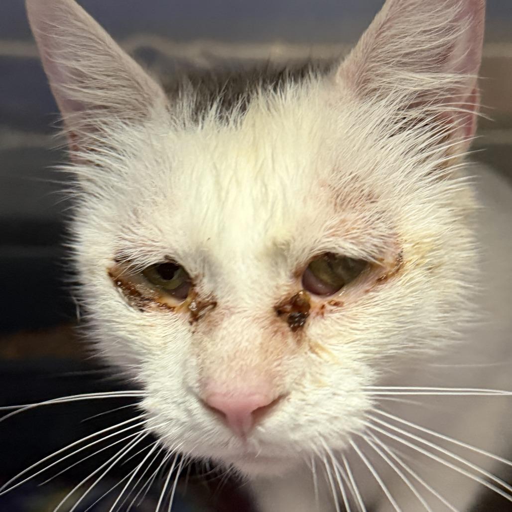 Amaretto, Adoptable, Adult Female Domestic Short Hair.