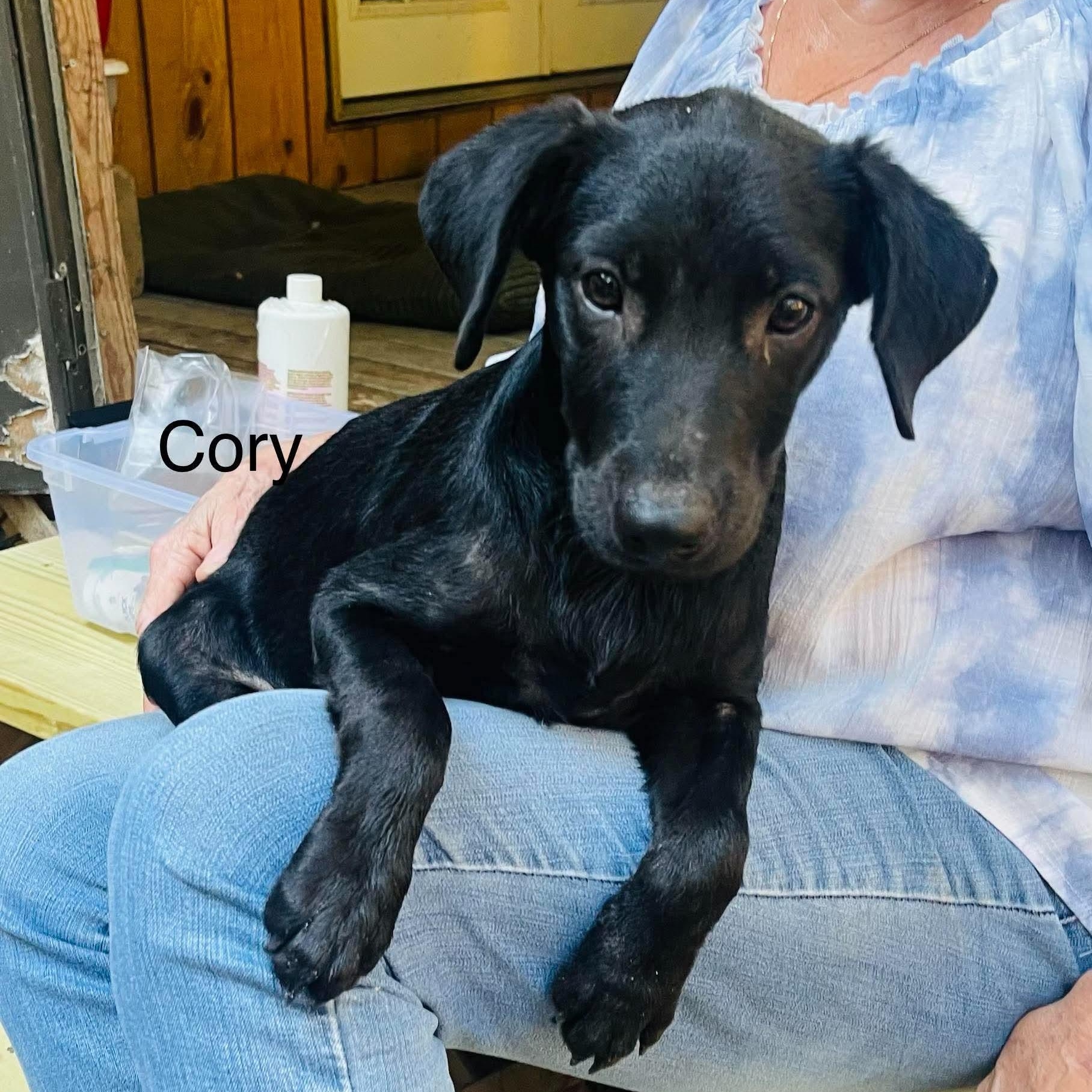 Cory, Adoptable, Puppy Male Labrador Retriever & Mixed Breed.
