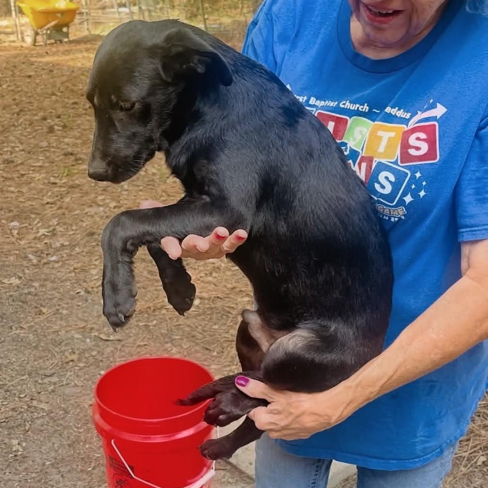 Enlarge Cory, a Adoptable mixed breed in Blairstown, NJ image 3/4
