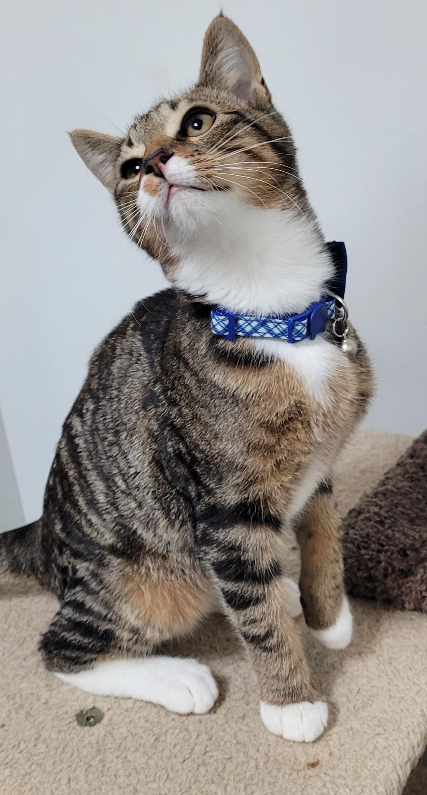 Huey, Adoptable, Young Male Domestic Short Hair.