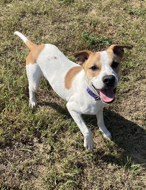 CROISSANT, Adoptable, Young Male Pit Bull Terrier & Mixed Breed.