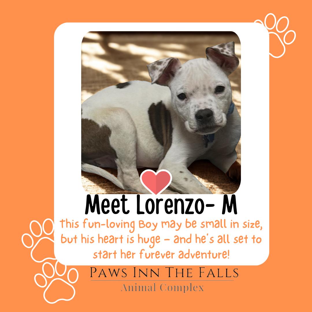 Lorenzo, ADOPTABLE, Puppy Male American Bully.
