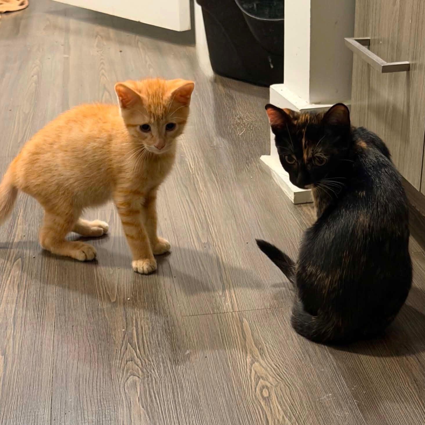 Billy & Tootsie, adopted, Kitten Male Domestic Short Hair.
