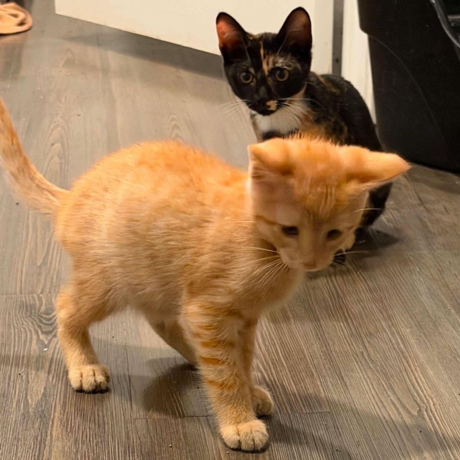 Enlarge Billy & Tootsie, an adopted Domestic Short Hair in Waltham, MA image 2/2