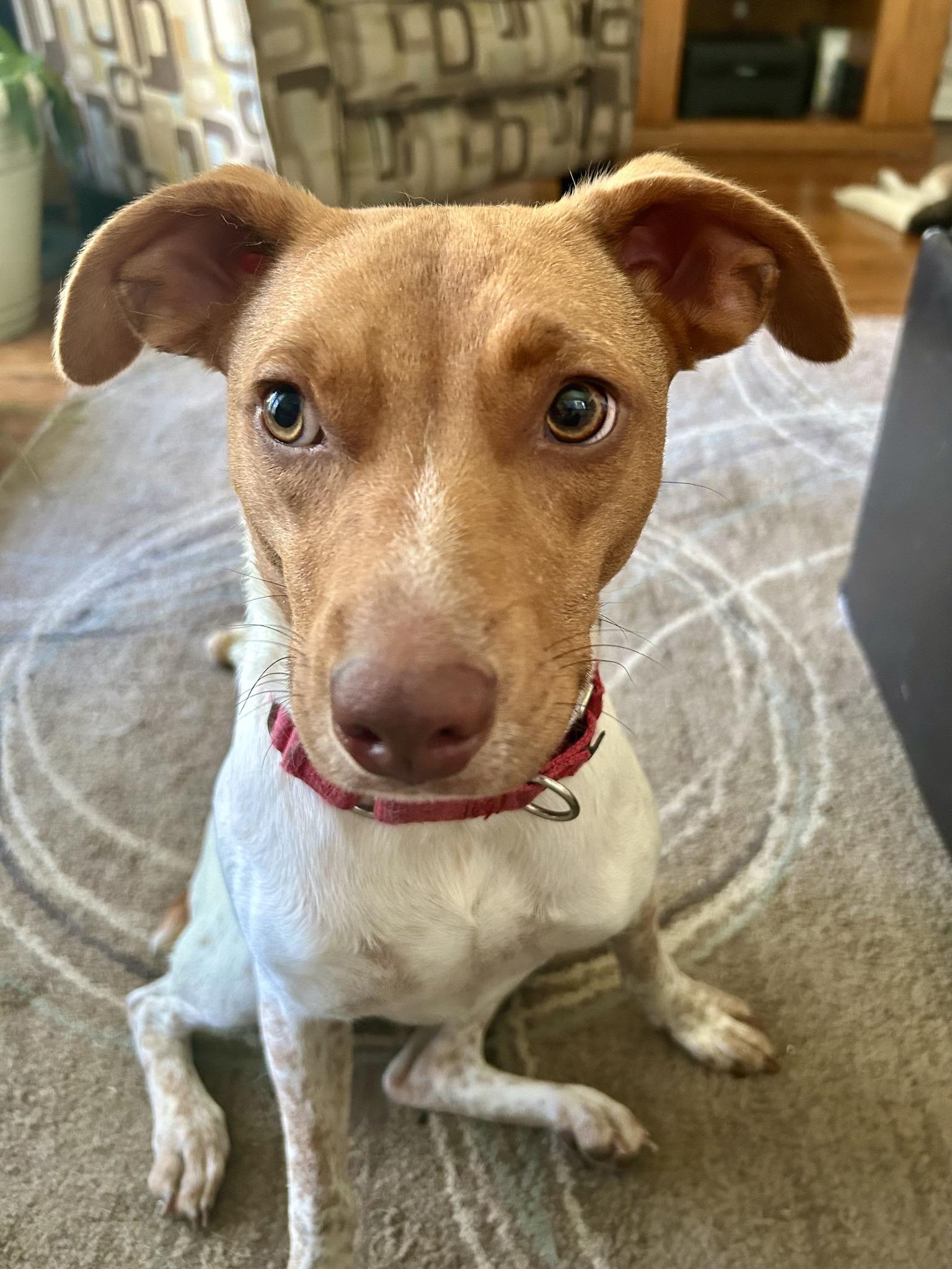 Clover, a Adopted mixed breed in Prospect, KY image 1/6