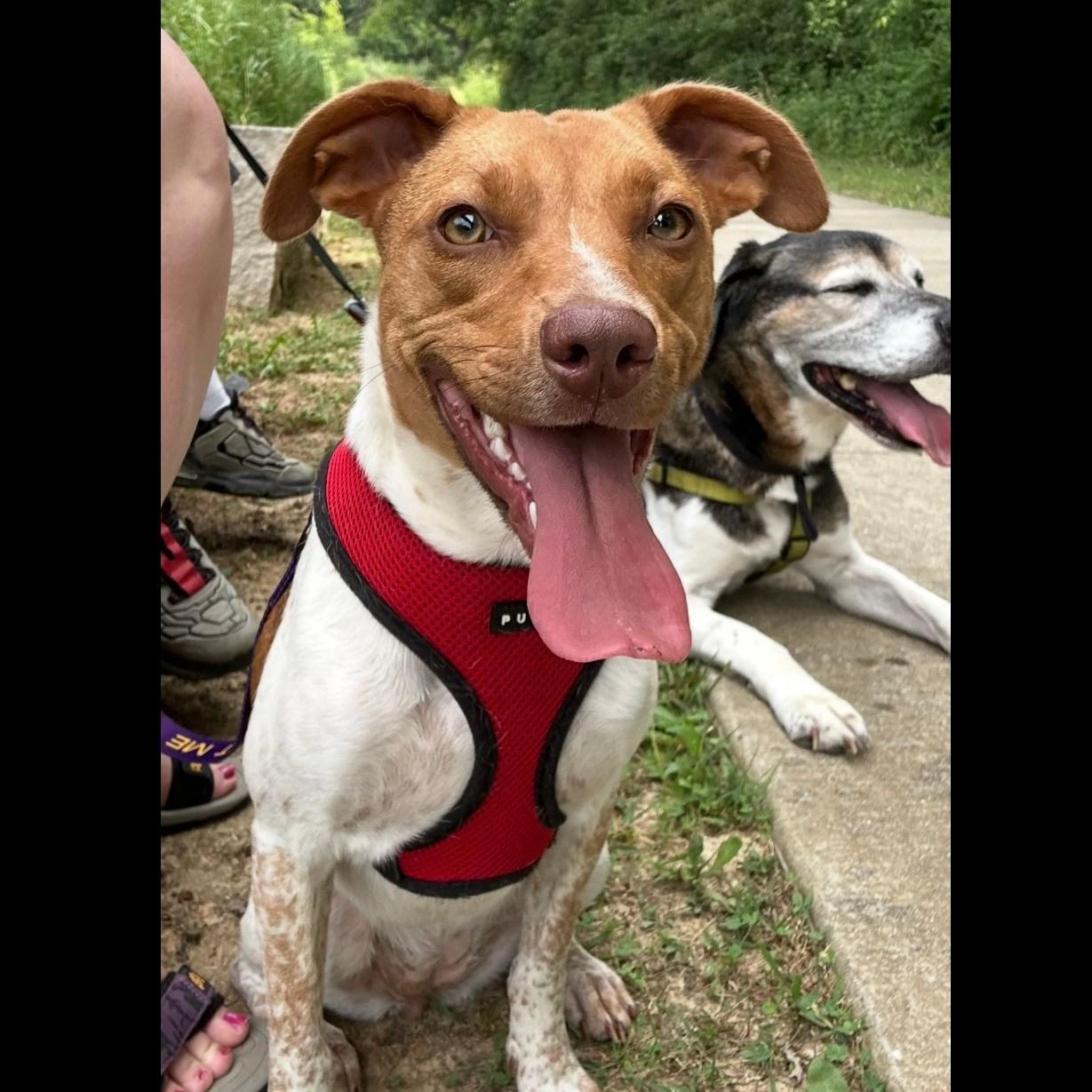 Clover, a Adopted mixed breed in Prospect, KY image 2/6