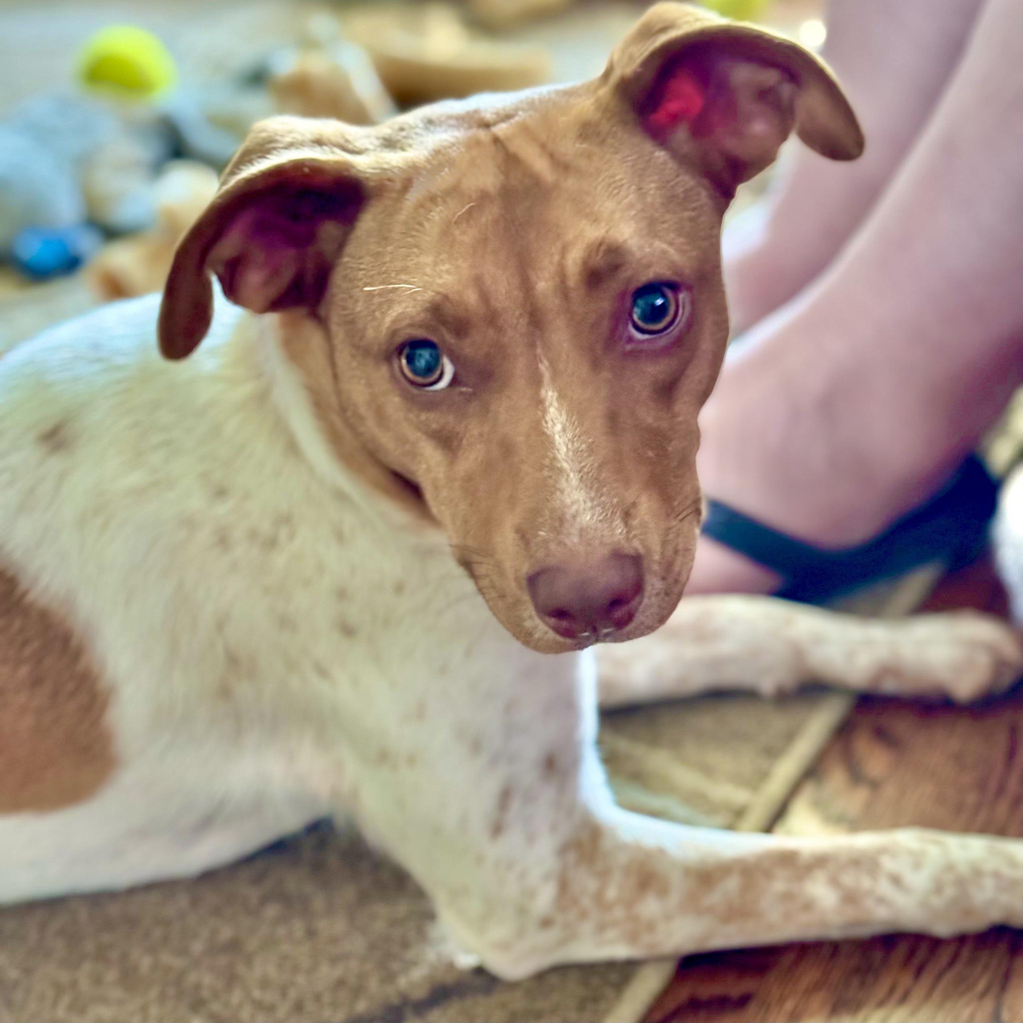 Clover, a Adopted mixed breed in Prospect, KY image 3/6