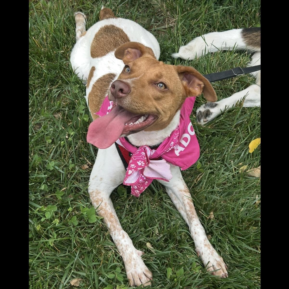 Clover, a Adopted mixed breed in Prospect, KY image 4/6