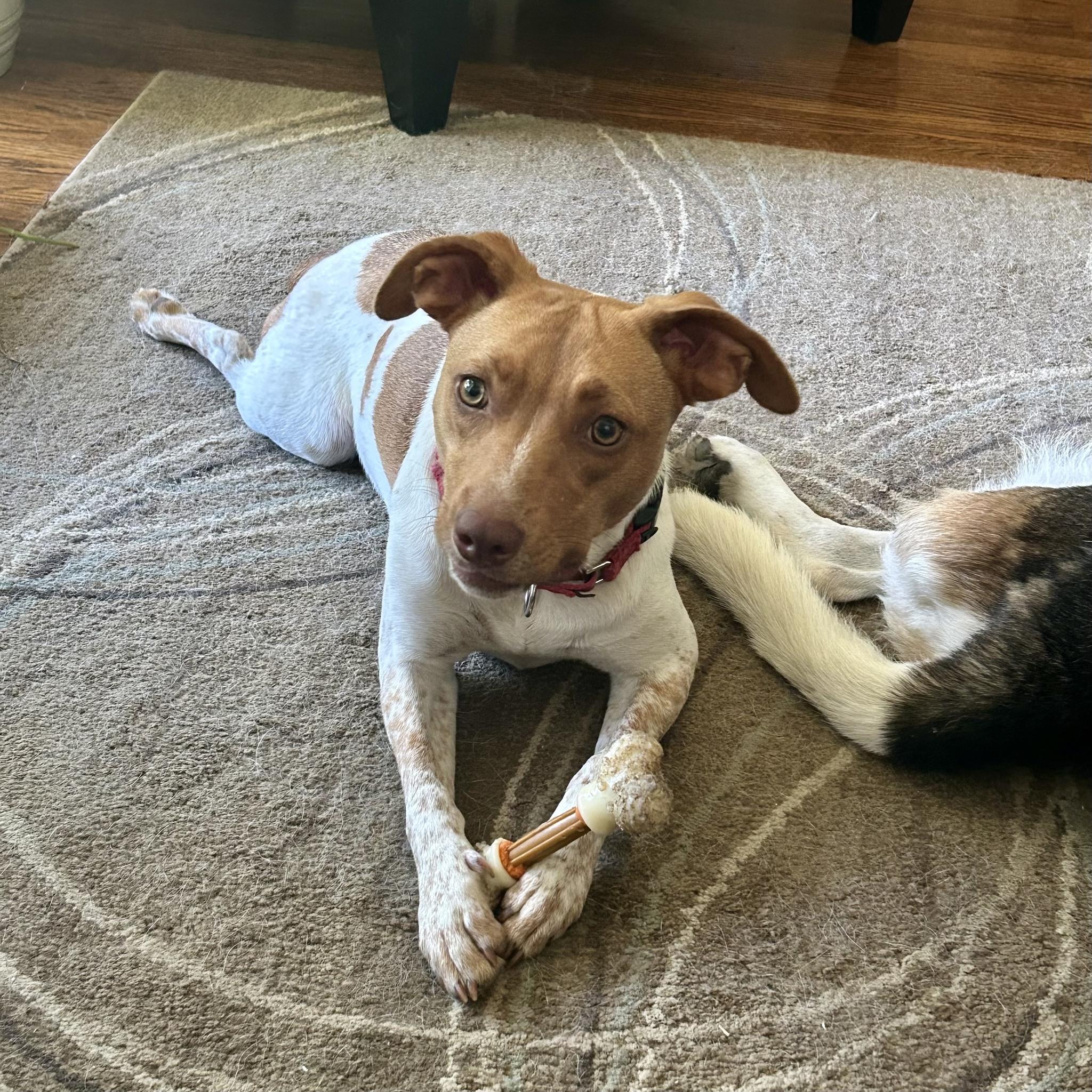 Clover, a Adopted mixed breed in Prospect, KY image 5/6