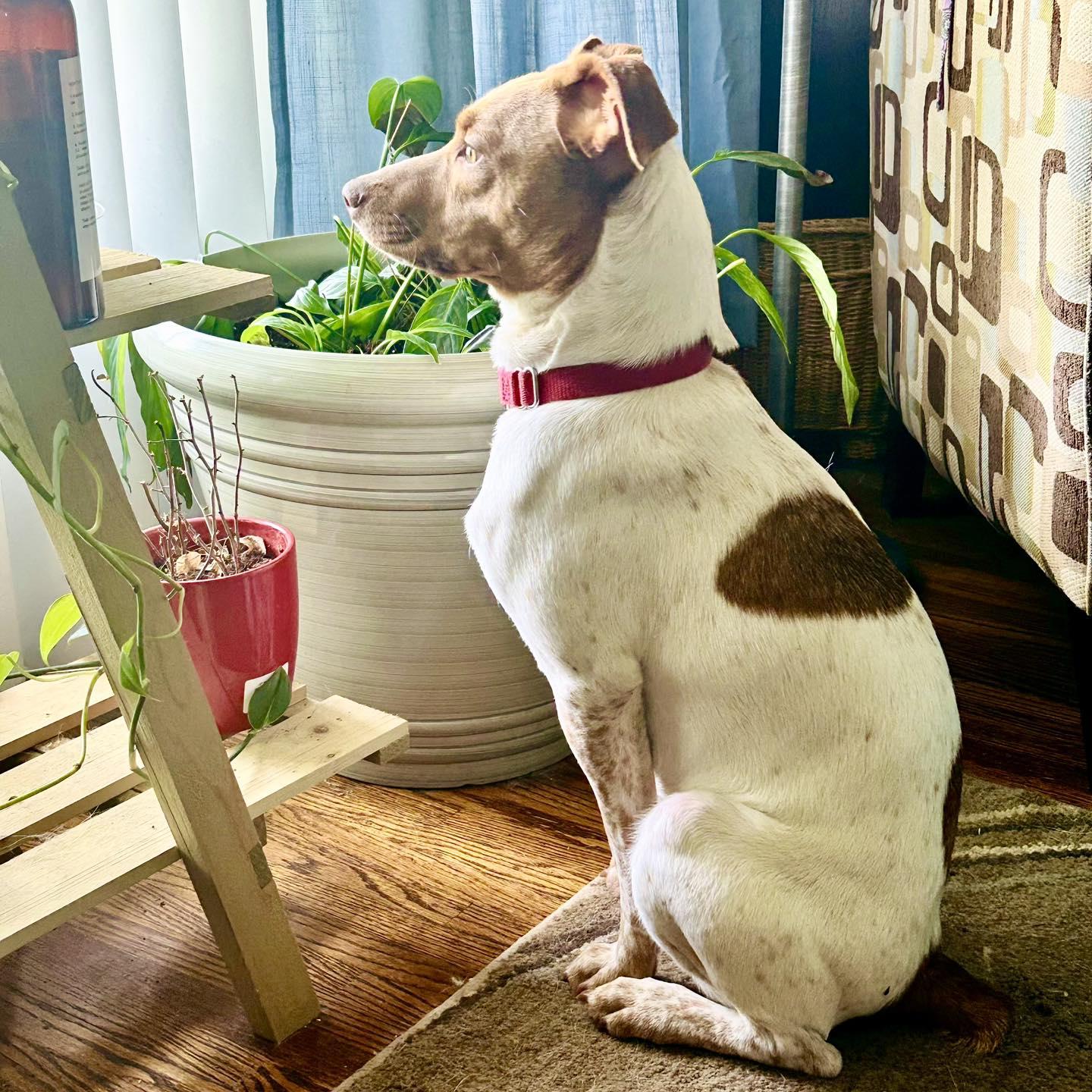 Clover, a Adopted mixed breed in Prospect, KY image 6/6